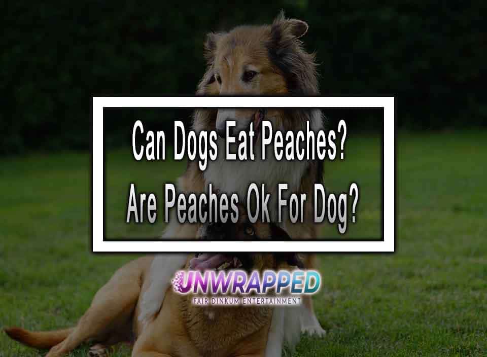 Can Dogs Eat Peaches? Are Peaches Ok For Dog?