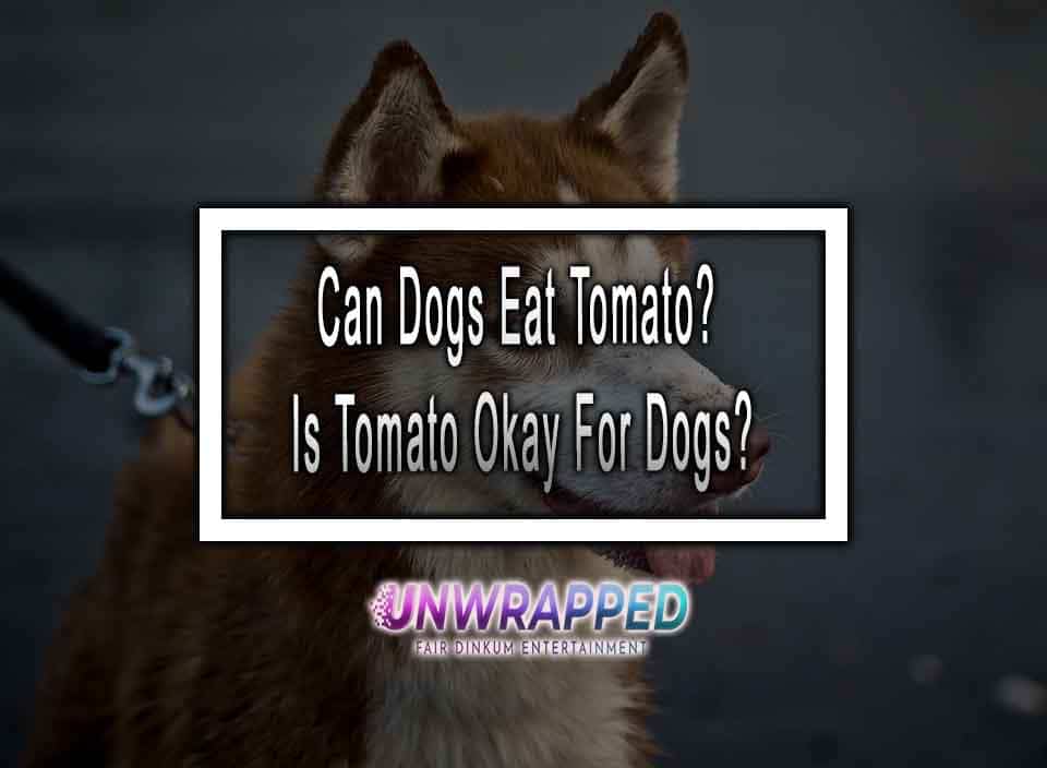 Can Dogs Eat Tomato? Is Tomato Okay For Dogs?
