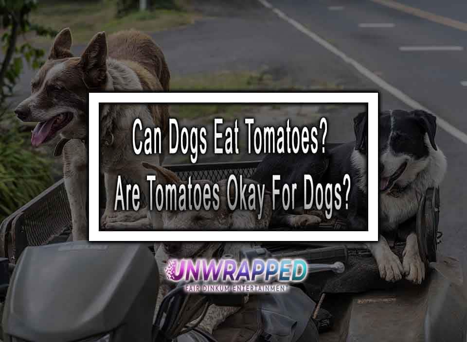 Can Dogs Eat Tomatoes? Are Tomatoes Okay For Dogs?