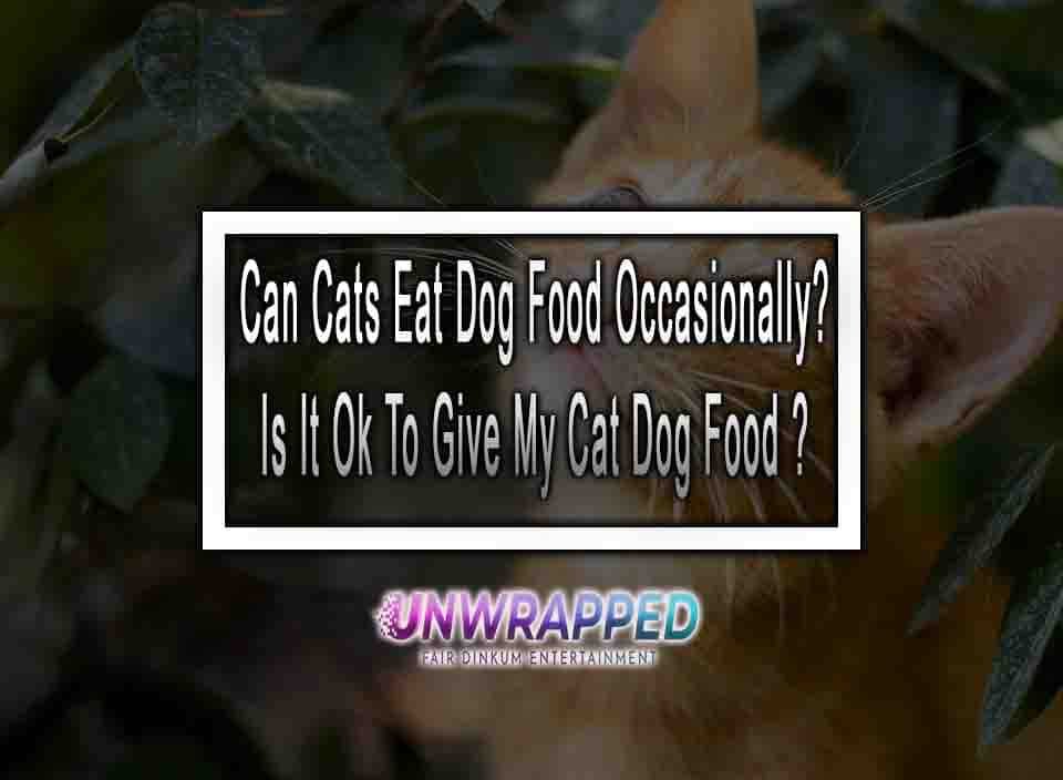 Can Cats Eat Dog Food Occasionally Is It Ok To Give My Cat Dog Food Can Cats Eat Dog Food Occasionally Is It Ok To Give My Cat Dog Food