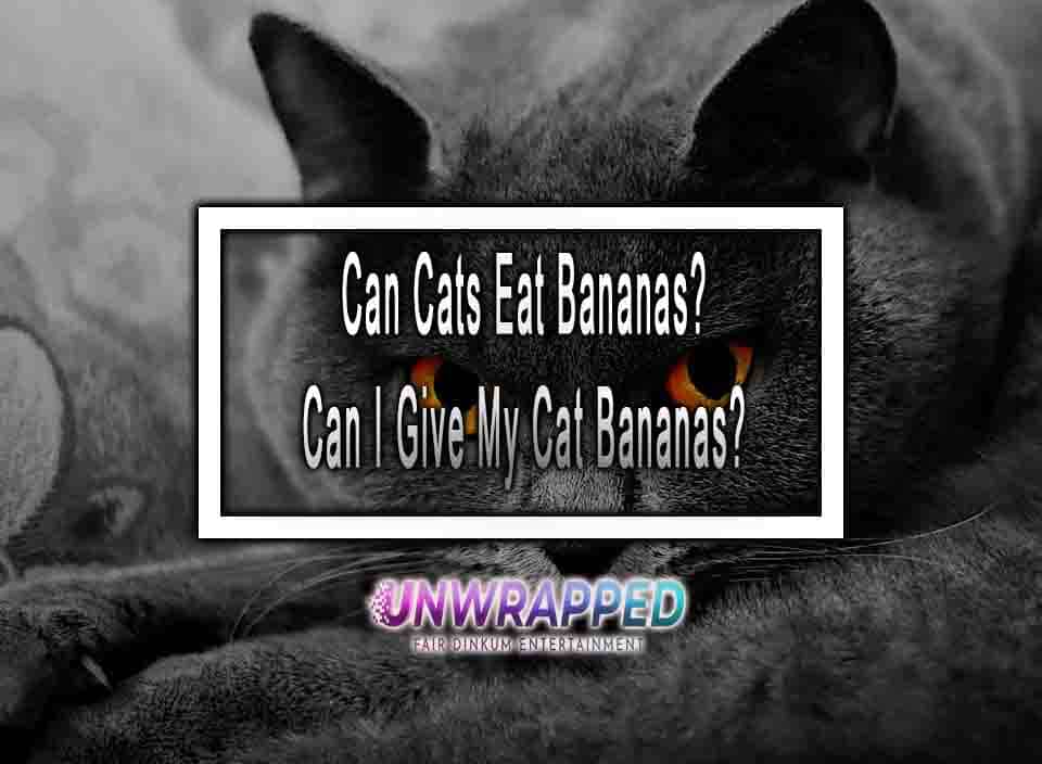 Can Cats Eat Bananas? Can I Give My Cat Bananas?