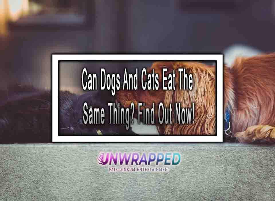 Can Dogs And Cats Eat The Same Thing? Find Out Now!