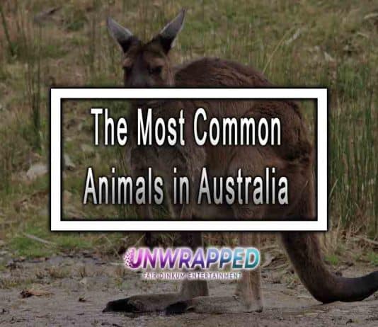 The Most Common Animals in Australia