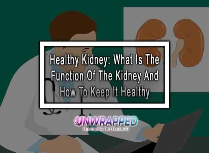 Healthy Kidney: What Is The Function Of The Kidney And How To Keep It Healthy