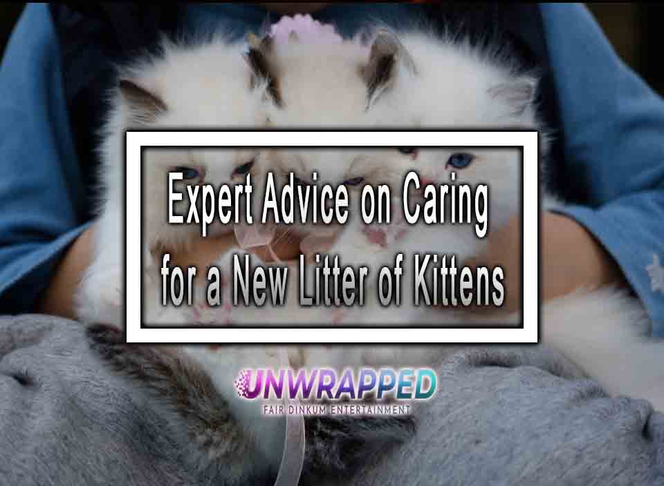 Expert Advice on Caring for a New Litter of Kittens