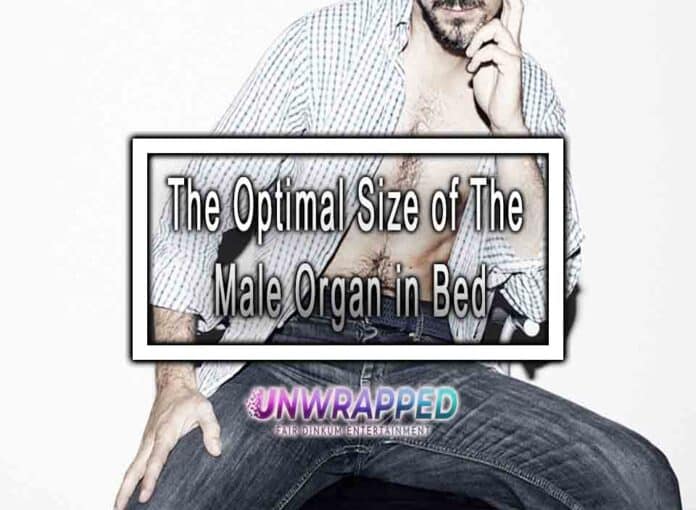 The Optimal Size of The Male Organ in Bed
