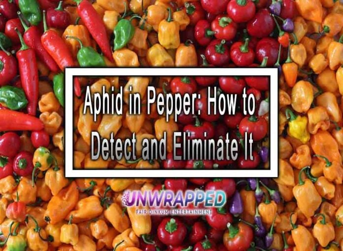 Aphid in Pepper: How to Detect and Eliminate It