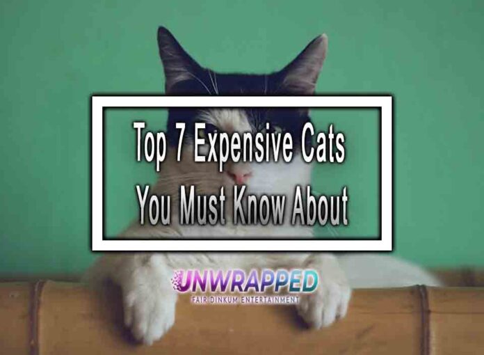 Top 7 Expensive Cats You Must Know About