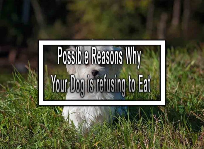 Possible Reasons Why Your Dog is refusing to Eat