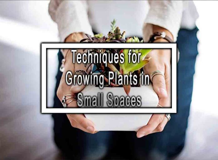 Techniques for Growing Plants in Small Spaces