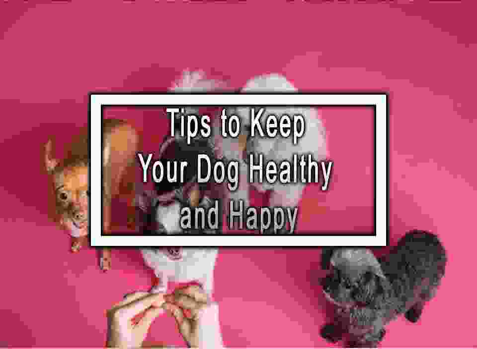 Tips to Keep Your Dog Healthy and Happy