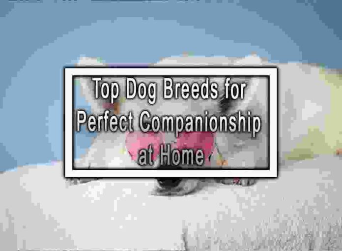 Top Dog Breeds for Perfect Companionship at Home