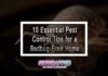 10 Essential Pest Control Tips for a Bedbug-Free Home