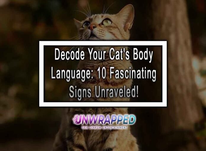 Decode Your Cat's Body Language: 10 Fascinating Signs Unraveled!