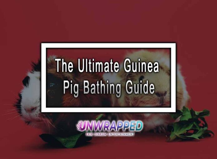The Ultimate Guinea Pig Bathing Guide