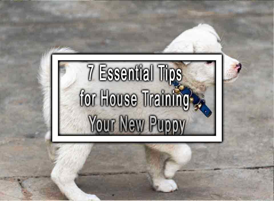 7 Essential Tips for House Training Your New Puppy