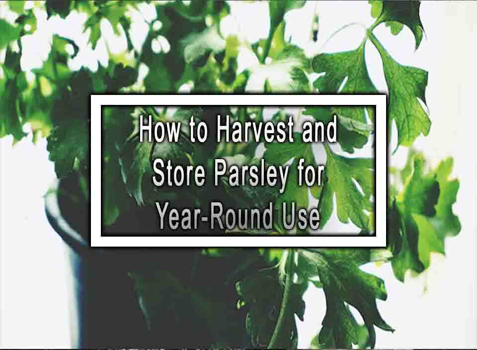 How to Harvest and Store Parsley for YearRound Use