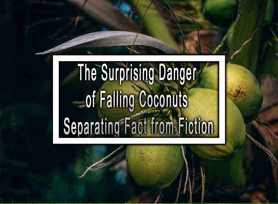 The Surprising Danger of Falling Coconuts Separating Fact from Fiction