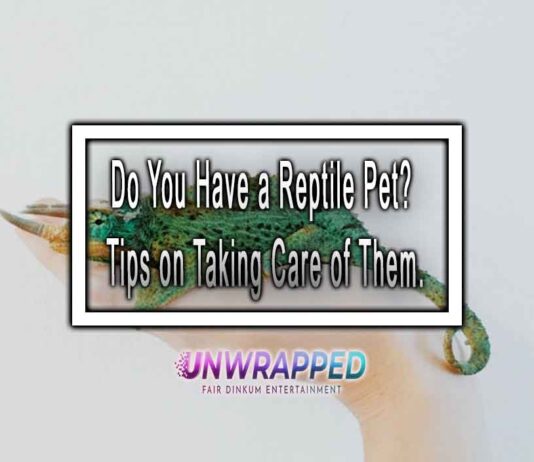 Do You Have a Reptile Pet? Tips on Taking Care of Them.