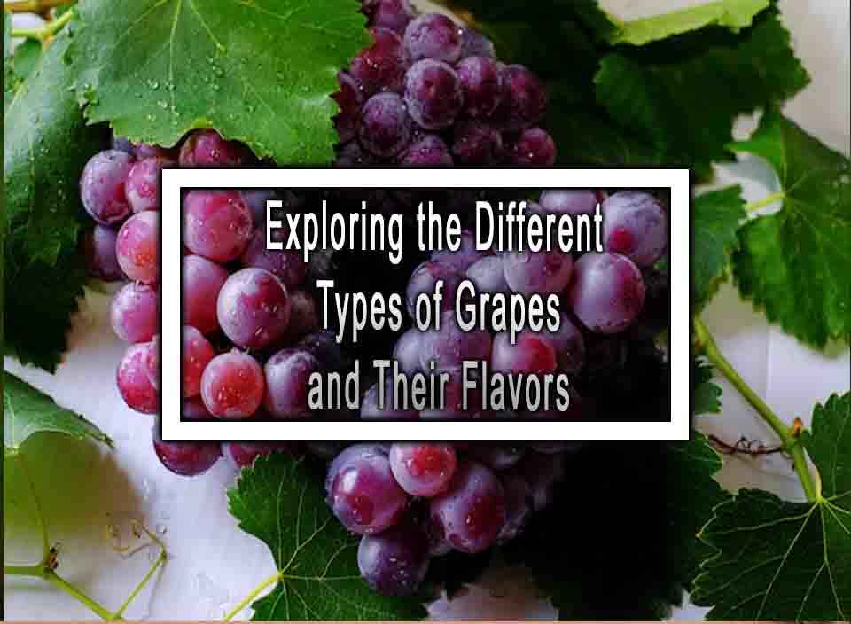 Exploring the Different Types of Grapes and Their Flavors