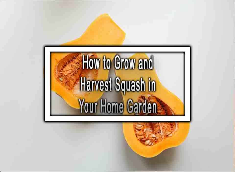 How to Grow and Harvest Squash in Your Home Garden