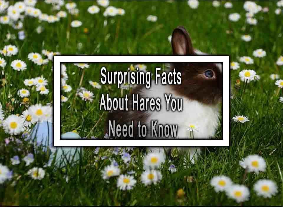 Can Rabbits Eat Cinnamon? Discover the Surprising Truth!