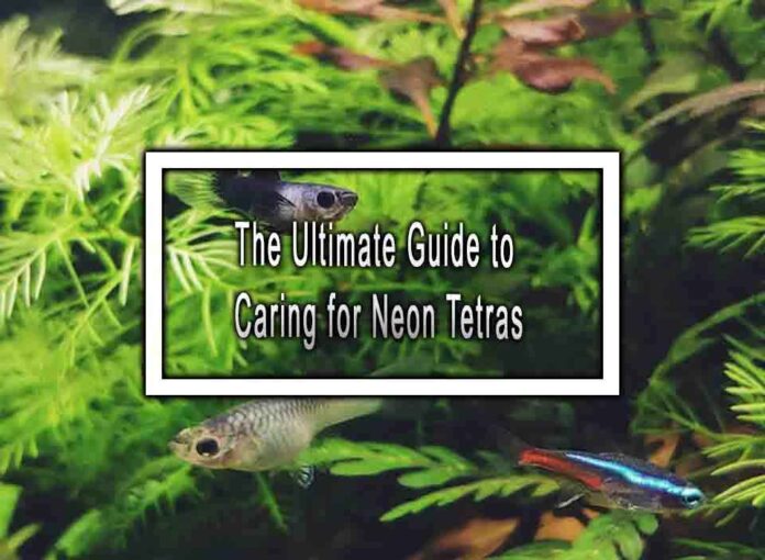 Image showcasing The Ultimate Guide to Caring for Neon Tetras