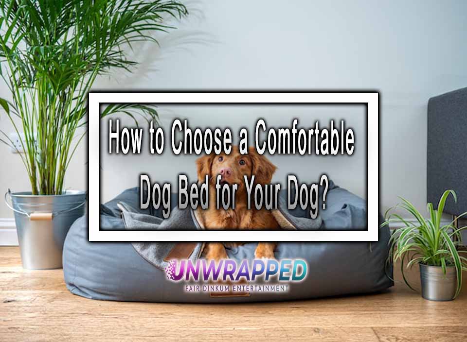 How to Choose a Comfortable Dog Bed for Your Dog?