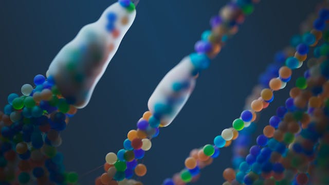 bacterial electron transport system